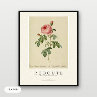 Redoute - Rosa Centifolia