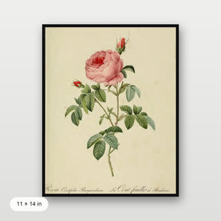 Redoute - Rosa Centifolia