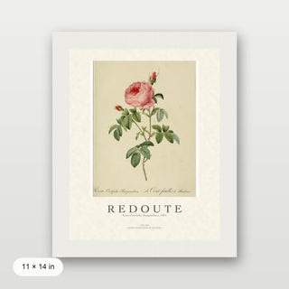 Redoute - Rosa Centifolia