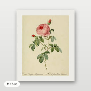 Redoute - Rosa Centifolia