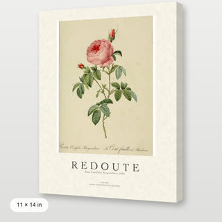 Redoute - Rosa Centifolia