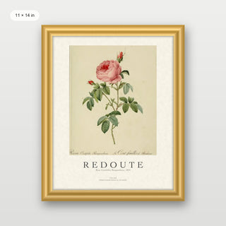 Redoute - Rosa Centifolia