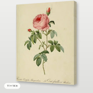 Redoute - Rosa Centifolia