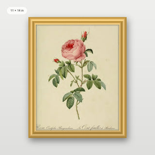 Redoute - Rosa Centifolia