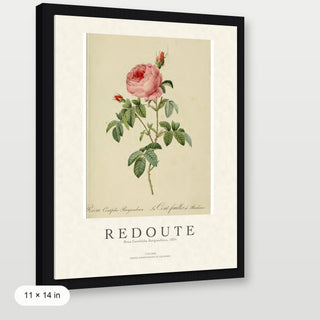 Redoute - Rosa Centifolia