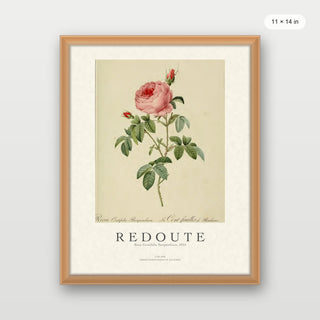 Redoute - Rosa Centifolia