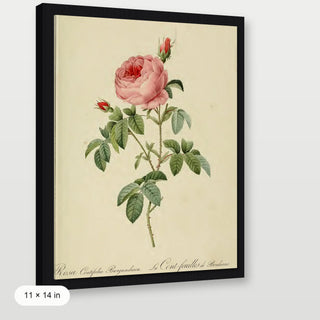 Redoute - Rosa Centifolia