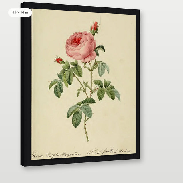 Redoute - Rosa Centifolia, Black Floater Frame