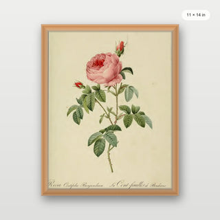 Redoute - Rosa Centifolia