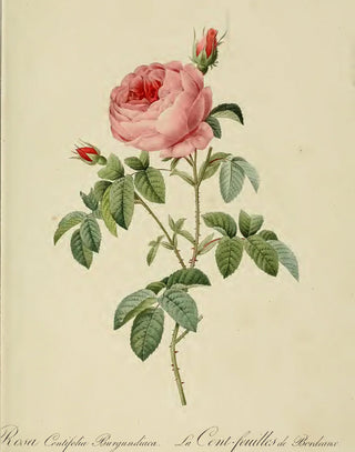 Redoute - Rosa Centifolia