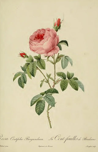 Redoute - Rosa Centifolia