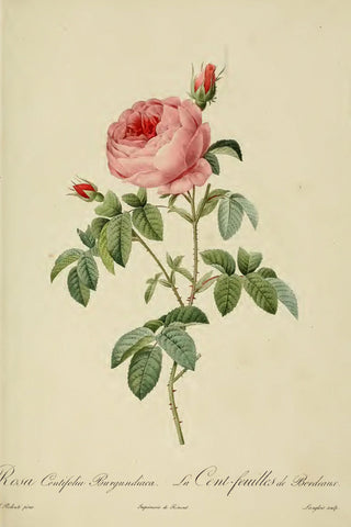 Redoute - Rosa Centifolia