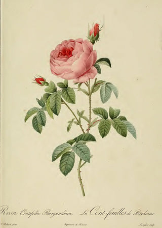 Redoute - Rosa Centifolia
