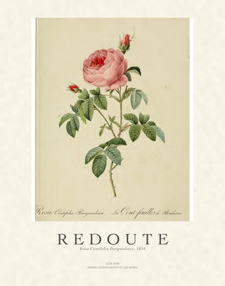 Redoute - Rosa Centifolia