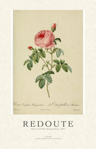 Redoute - Rosa Centifolia