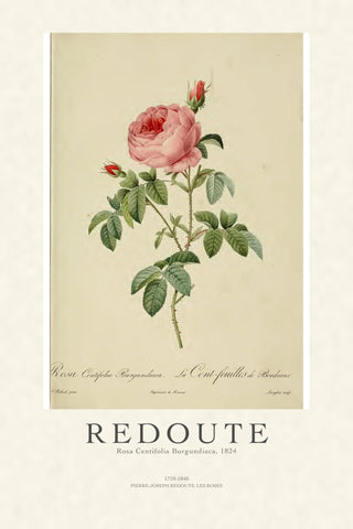 Redoute - Rosa Centifolia