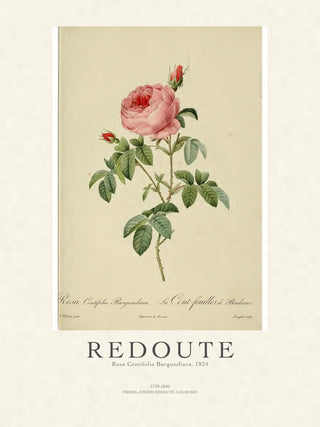 Redoute - Rosa Centifolia