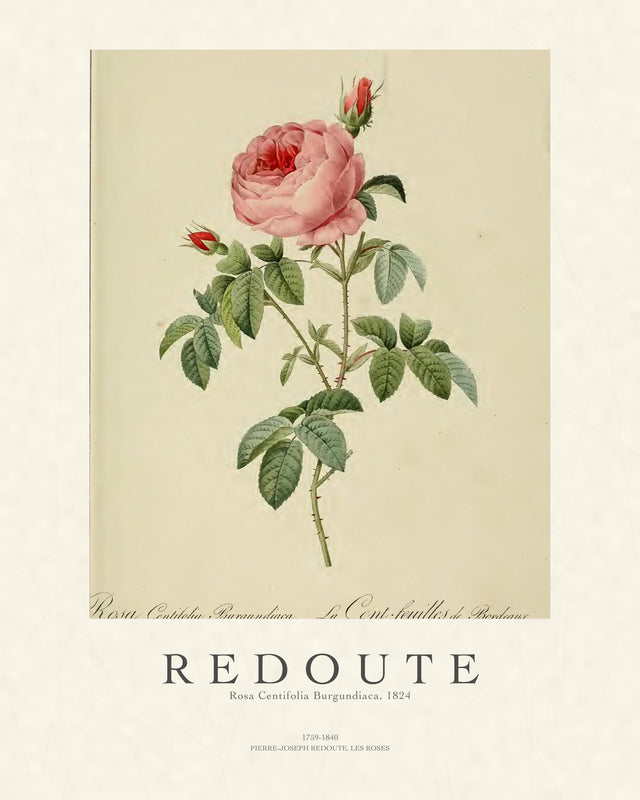 Redoute - Rosa Centifolia, Gallery Style