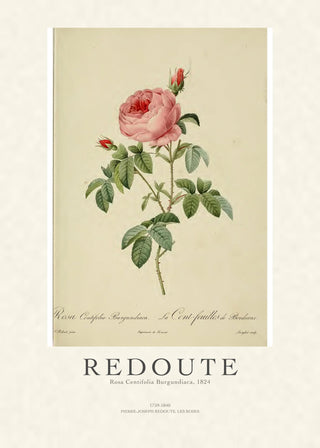 Redoute - Rosa Centifolia