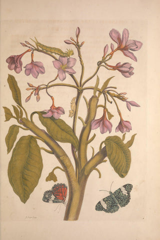 Merian - Metamorphosis Insectorum Surinamensium