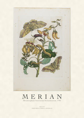 Merian - Metamorphosis Insectorum Surinamensium