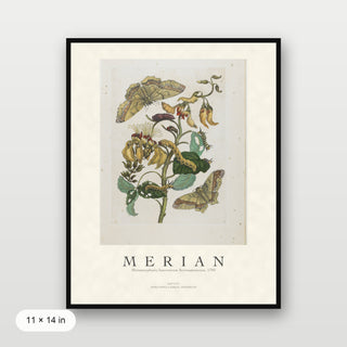 Merian - Metamorphosis Insectorum Surinamensium