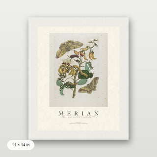 Merian - Metamorphosis Insectorum Surinamensium
