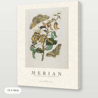 Merian - Metamorphosis Insectorum Surinamensium