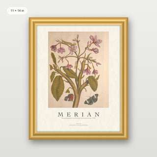 Merian - Metamorphosis Insectorum Surinamensium