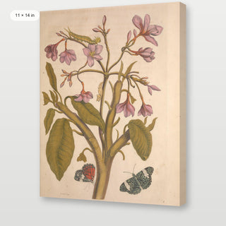 Merian - Metamorphosis Insectorum Surinamensium