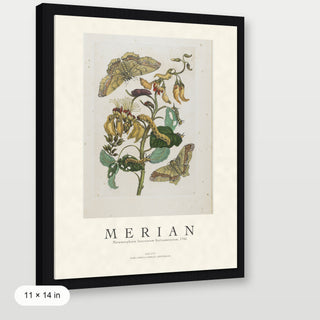 Merian - Metamorphosis Insectorum Surinamensium