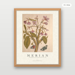 Merian - Metamorphosis Insectorum Surinamensium