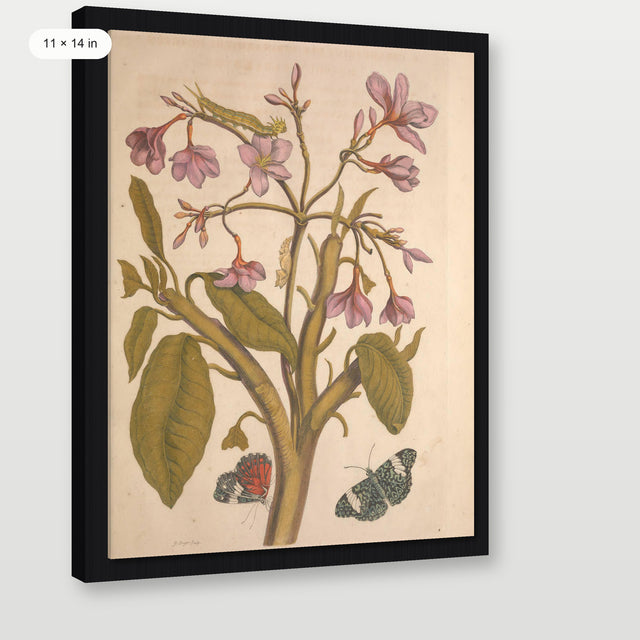 Merian - Metamorphosis Insectorum Surinamensium, Black Floater Frame