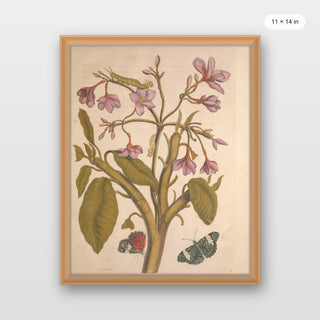 Merian - Metamorphosis Insectorum Surinamensium