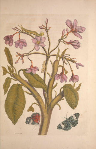 Merian - Metamorphosis Insectorum Surinamensium