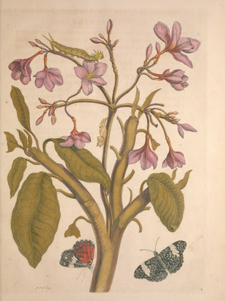 Merian - Metamorphosis Insectorum Surinamensium