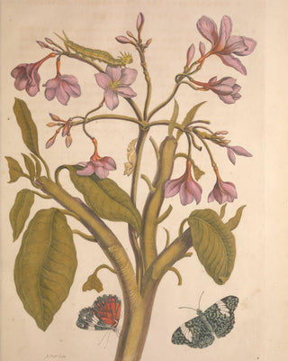 Merian - Metamorphosis Insectorum Surinamensium