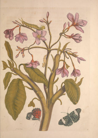 Merian - Metamorphosis Insectorum Surinamensium