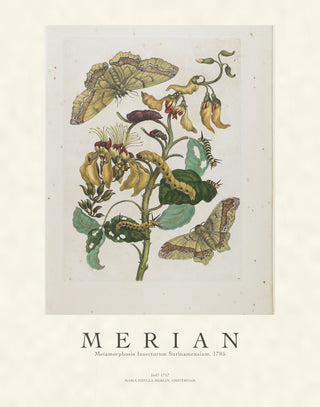 Merian - Metamorphosis Insectorum Surinamensium