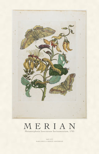 Merian - Metamorphosis Insectorum Surinamensium