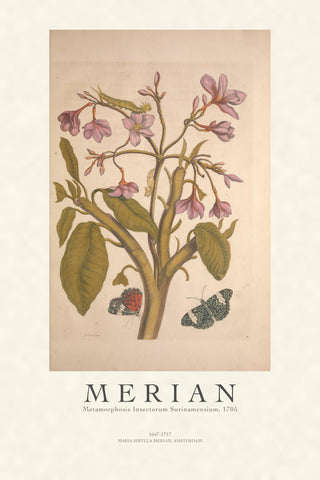Merian - Metamorphosis Insectorum Surinamensium