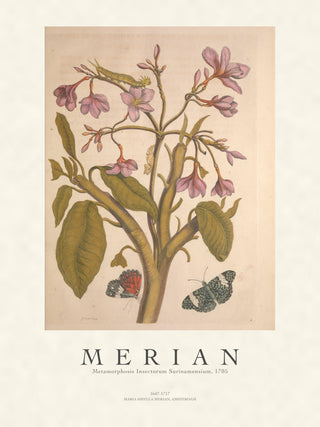 Merian - Metamorphosis Insectorum Surinamensium