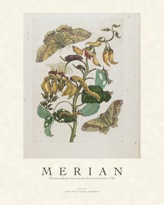 Merian - Metamorphosis Insectorum Surinamensium
