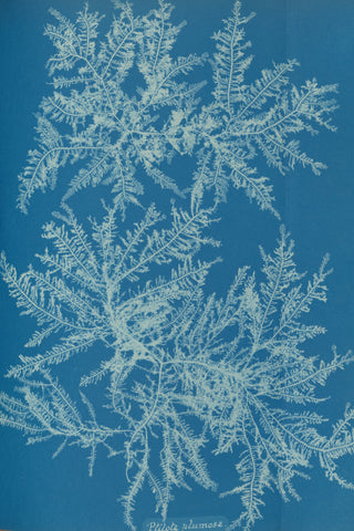 Atkins - Ptilota Plumosa Cyanotype