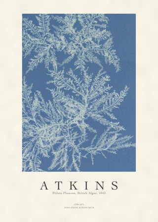 Atkins - Ptilota Plumosa Cyanotype