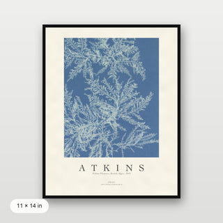 Atkins - Ptilota Plumosa Cyanotype