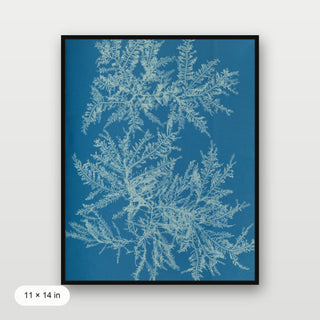 Atkins - Ptilota Plumosa Cyanotype