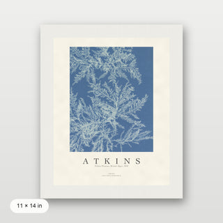 Atkins - Ptilota Plumosa Cyanotype