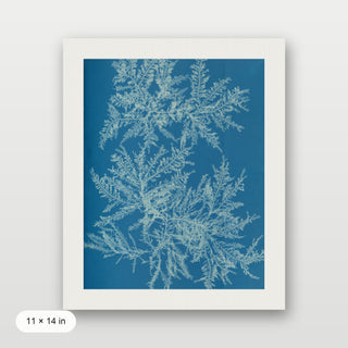 Atkins - Ptilota Plumosa Cyanotype