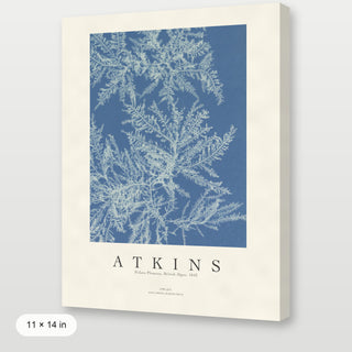 Atkins - Ptilota Plumosa Cyanotype